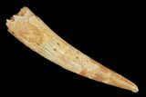 Fossil Pterosaur (Siroccopteryx) Tooth - Morocco #145776-1